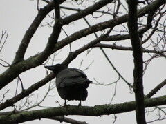 Corvus brachyrhynchos