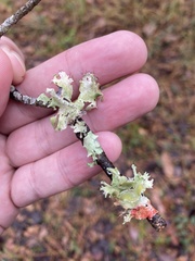 Parmotrema perforatum