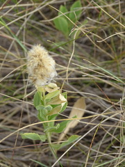 Solidago mollis