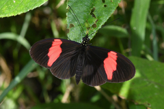 Heliconius erato hydara