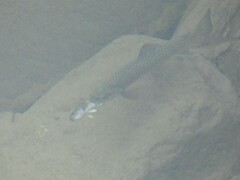 Cottus gobio