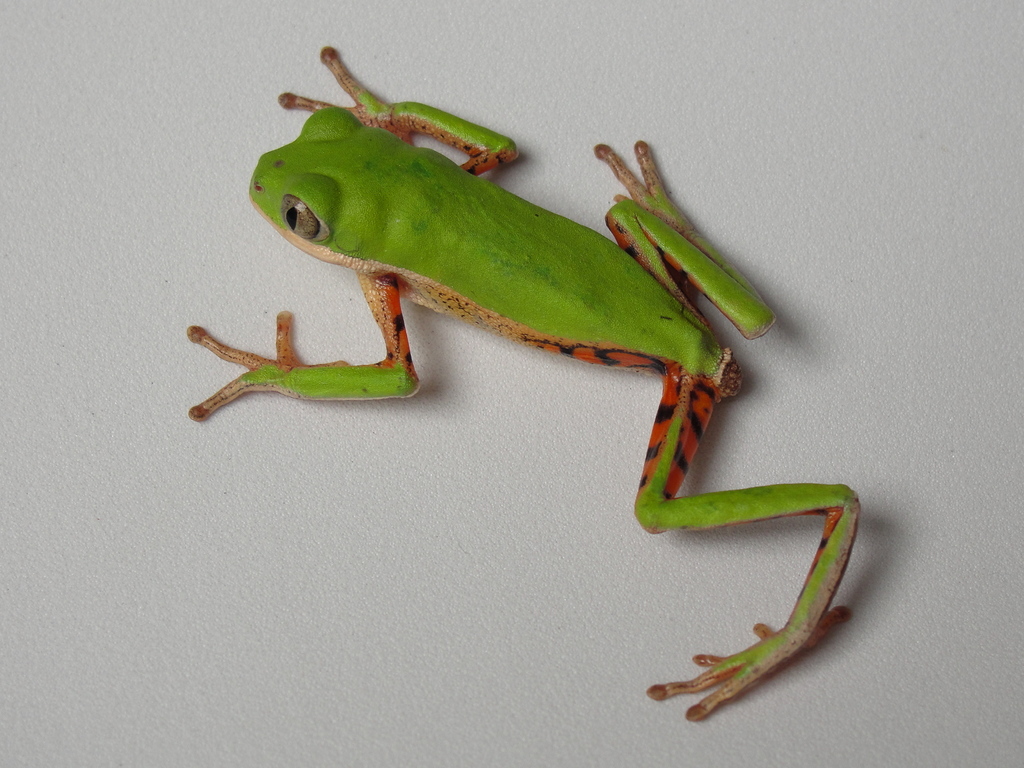 Phyllomedusa hypochondrialis (Anfibios de (Amphibians of) Sabanalarga, Casanare, Colombia.) · iNaturalist