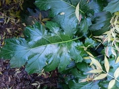 Acanthus mollis