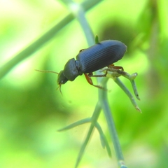 Harpalini