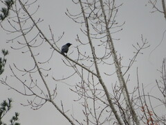 Corvus brachyrhynchos