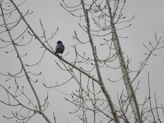 Corvus brachyrhynchos