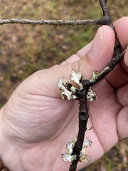 Parmotrema perforatum