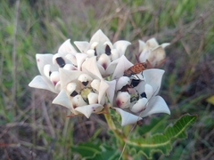 Pachycarpus schinzianus