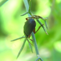 Harpalini
