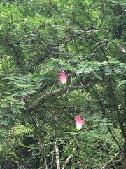 Calliandra surinamensis