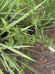 Pearsonia aristata