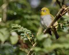 Zosterops palpebrosus