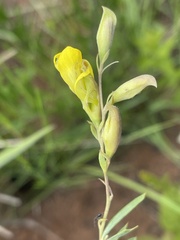 Pearsonia aristata