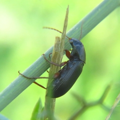 Harpalini