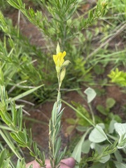 Pearsonia aristata