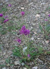 Oxytropis strobilacea