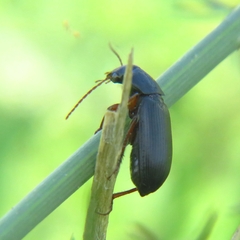 Harpalini