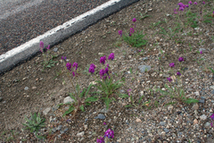 Oxytropis strobilacea
