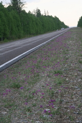 Oxytropis strobilacea