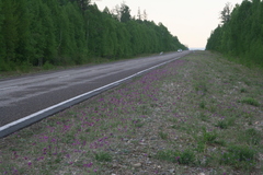 Oxytropis strobilacea