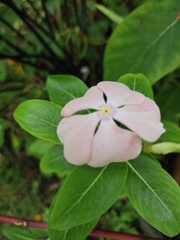 Catharanthus roseus image