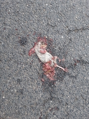 Rattus norvegicus