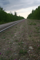 Oxytropis strobilacea