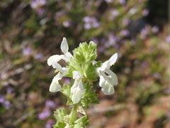 Stachys spinulosa