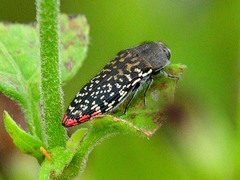 Acmaeodera haemorrhoa