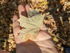 Acer floridanum