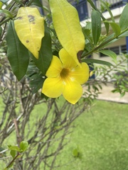 Allamanda cathartica