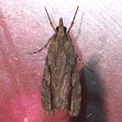 Eudonia bisinualis