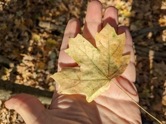 Acer floridanum