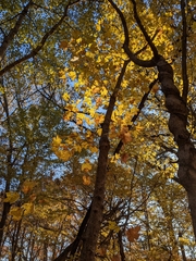 Acer floridanum