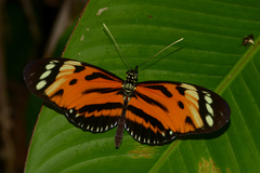 Heliconius hecale