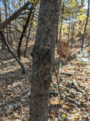 Acer floridanum