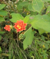 Lantana horrida