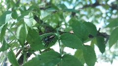 Megafreya sutrix