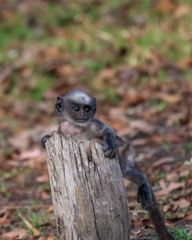 Semnopithecus hypoleucos