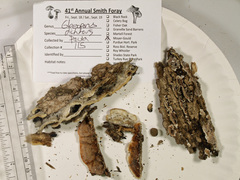 Gloeoporus dichrous