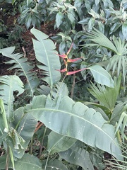Heliconia latispatha