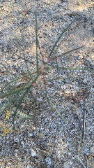 Eulobus californicus