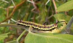 Danaus chrysippus