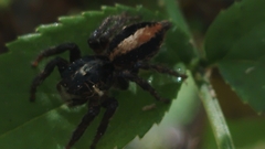 Megafreya sutrix