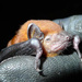 Nut-colored House Bat - Photo (c) Natalie Weber, some rights reserved (CC BY-NC), uploaded by Natalie Weber