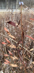 Chamaecrista