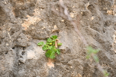Eucnide bartonioides