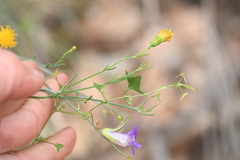 Maurandya antirrhiniflora