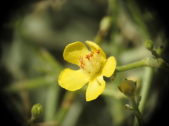 Verbascum spinosum