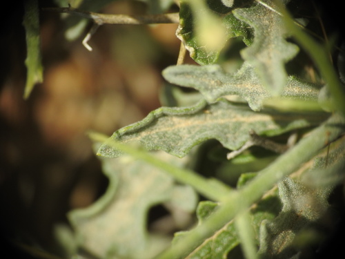 Image of Verbascum spinosum by (c) Yves Bas, some rights reserved (CC BY)